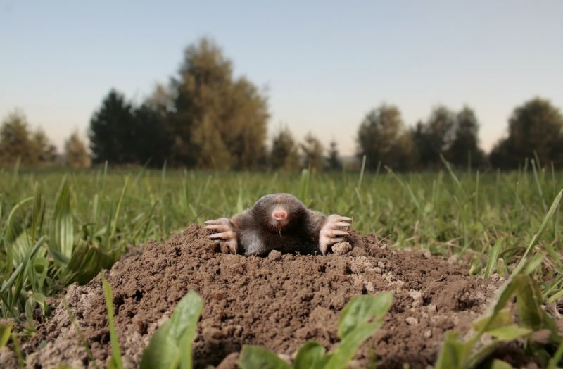 How Moles Destroy Lawns, Roots, And Irrigation Systems