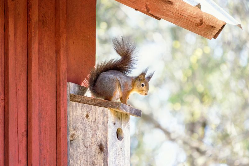 How Squirrels Damage Roofs And Attics And What To Do About It
