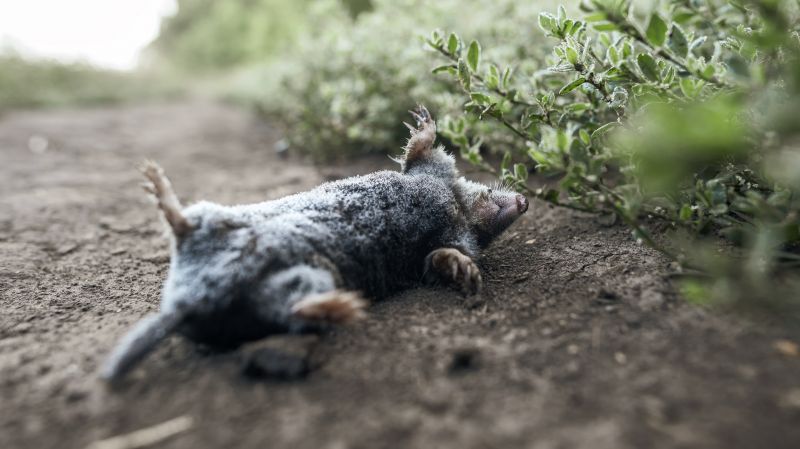 Mole Pest Control Service