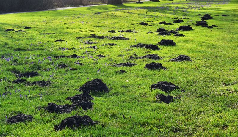 Mole Tunnels in Lawn