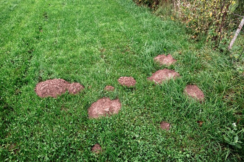 Molehills in Garden
