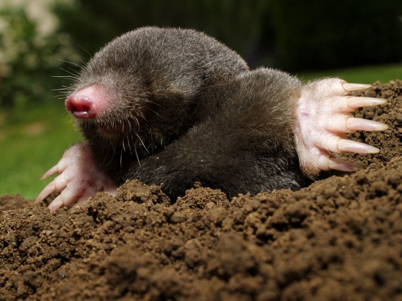 Mole Pest Control Service