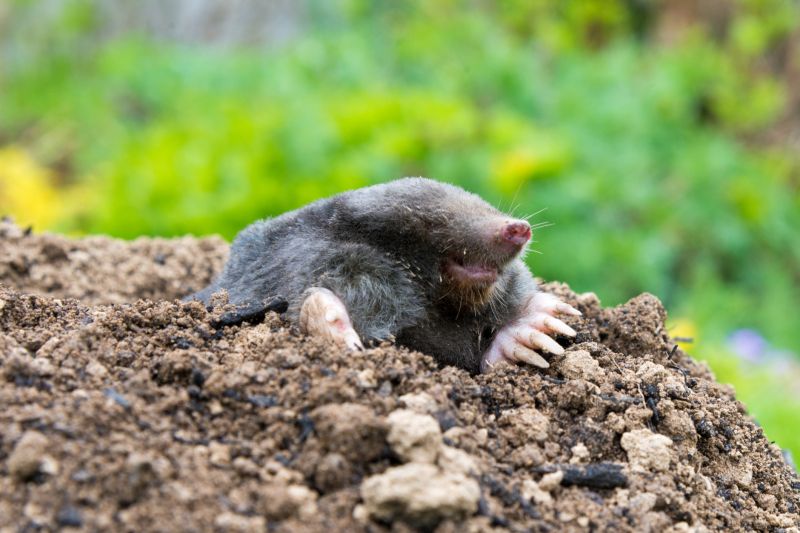 Mole Pest Control Service