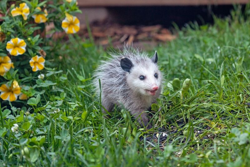 Opossum in Garage