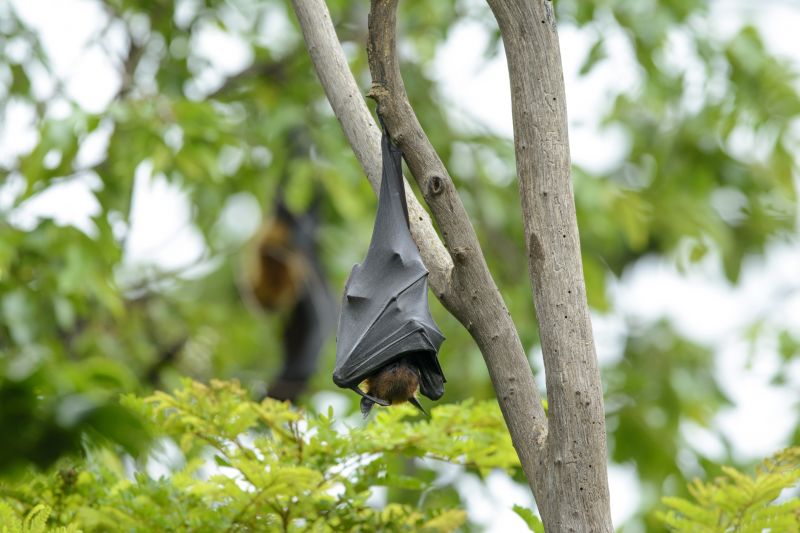 Bat Roosting Site