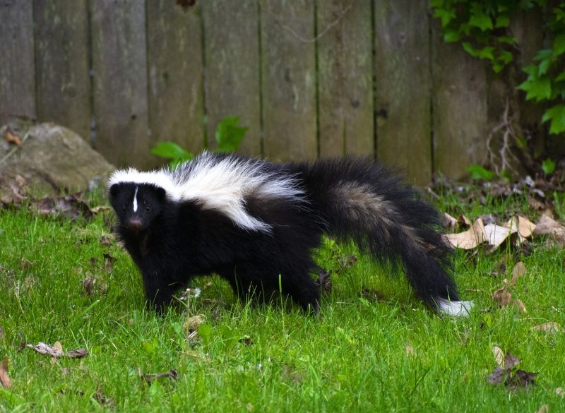 Skunk in Yard