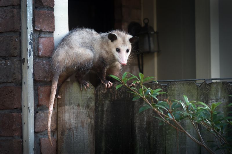 Opossum in Attic